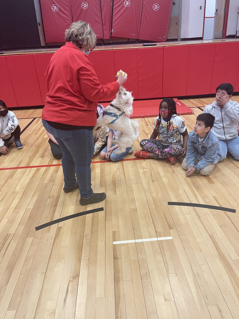 A therapy dog perform tricks in front of a group of students