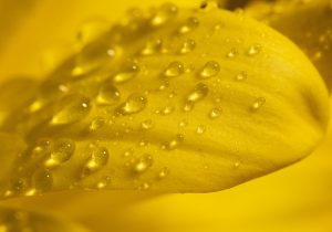 water drops on a yellow flower