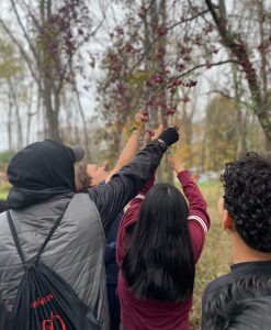 People pick berries from a tree