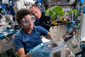 NASA scientists examine plants grown in space